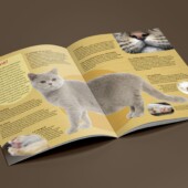 Les chats / Livre Grande Imagerie